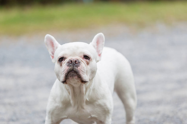 Όμορφο σκυλί λευκό γαλλικό μπουλντόγκ, γκρο πλαν. - Φωτογραφία, εικόνα
