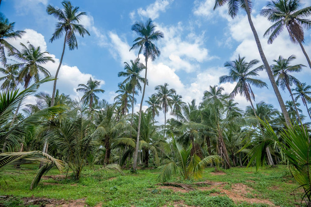 Kokosowe plantacji w Azji - Zdjęcie, obraz