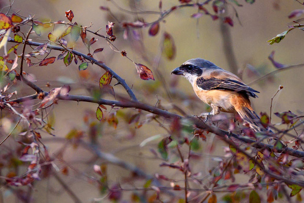 Long-tailed or rufous-backed shrike Lanius schach - Photo, Image