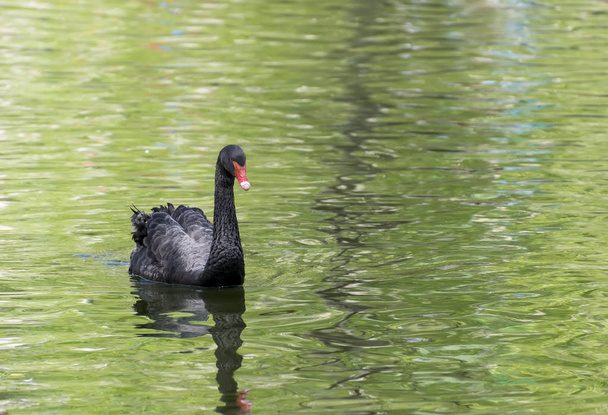 Black swan on the lake - 写真・画像
