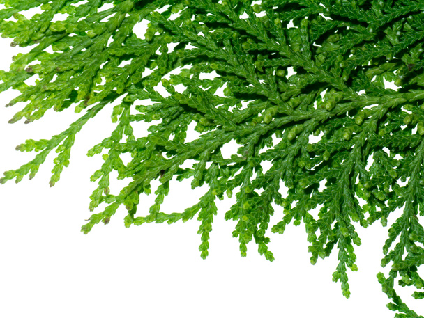 Zielony liść Chimese Żywotnik zachodni - Zdjęcie, obraz