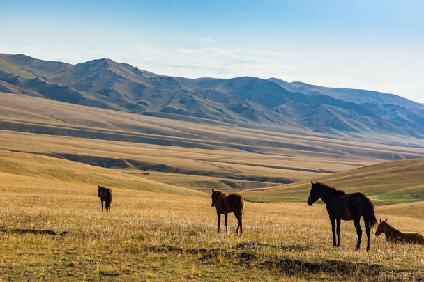 Cavalli sullo sfondo delle montagne del Kazakistan. Montagne di Tien Shan, Zailiysky Alatau. Kazakistan. Assy Plateau
. - Foto, immagini