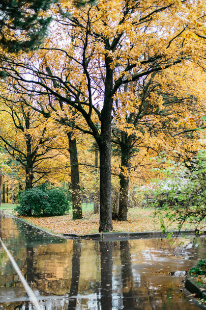 Autumn park landscape - Zdjęcie, obraz