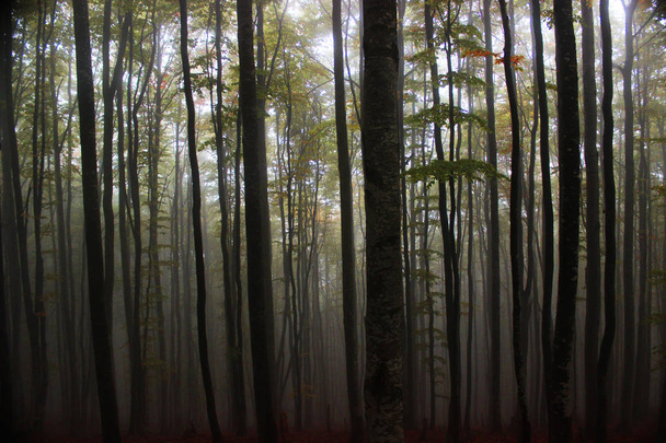 Hermoso paseo profundo de madera mística en el bosque
 - Foto, Imagen