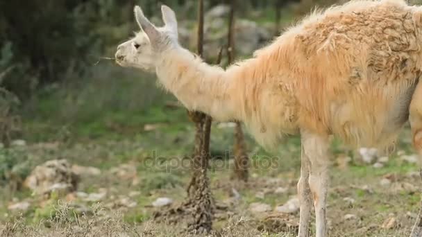 Free Stock Videos of Llama, Stock Footage in 4K and Full HD