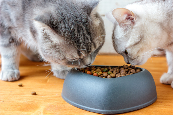 2匹の猫がハートの形をしたペットボウルから食べ物を食べる - 写真・画像