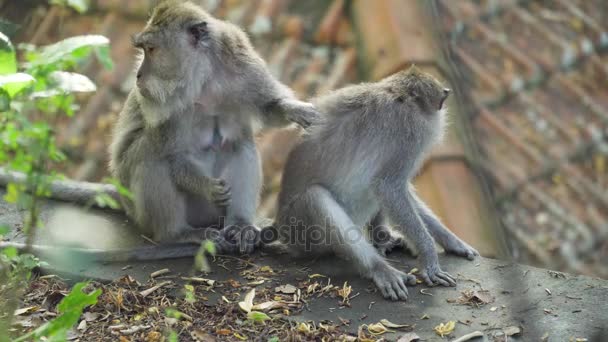 Πίθηκοι στο δάσος στο Μπαλί. - Πλάνα, βίντεο
