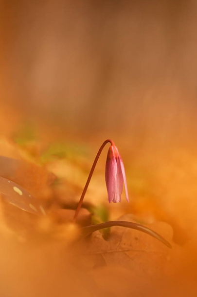 Это единственный вид рода Erythronium, растущий в Европе. Широко распространена в южной и центральной Европе. Свободная природа. Красивый снимок растения. Весна в природе
. - Фото, изображение