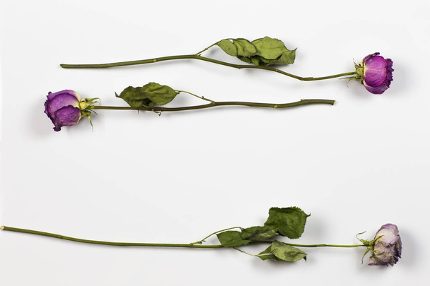 Dried roses on a white background. - 写真・画像
