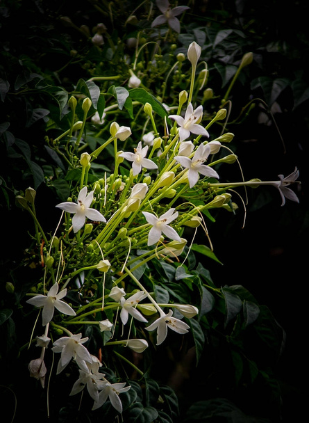 Grappe de fleurs blanches du liège Treem, Millingtonia hortens
 - Photo, image