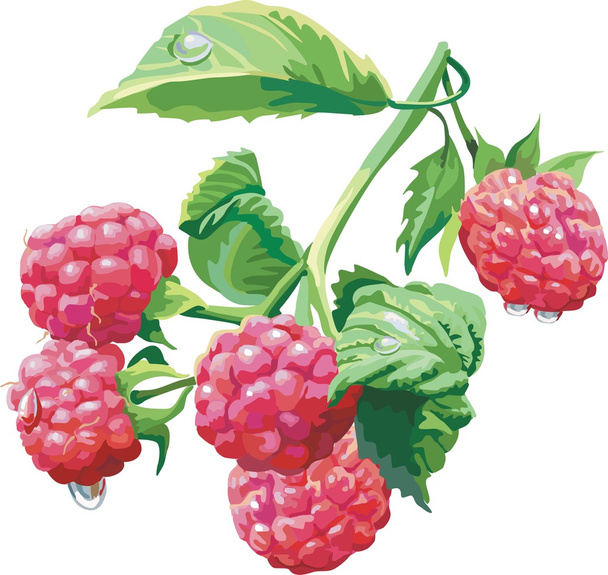 Vector red currant. Ripe berry - Vector, Image