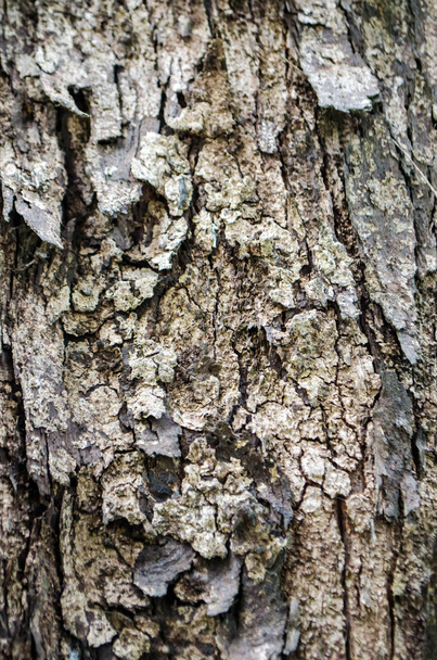 Natural background of tropical wood bark - Zdjęcie, obraz
