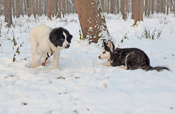 Rencontre de deux chiots dans le parc d'hiver
. - Photo, image
