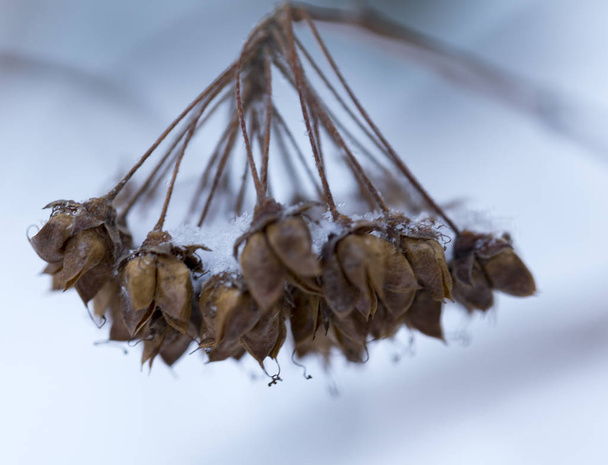 сухие растения с семенами и опавшими семенами в сугробе в снегу-c
 - Фото, изображение