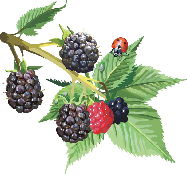 Vector red currant. Ripe berry - Vector, Image