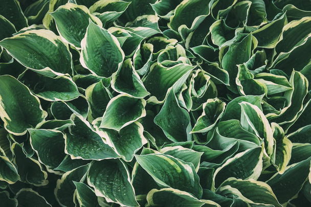 Φύλλα πράσινο φόντο. Φύση και οργανικά φύλλωμα κοντινό αφηρημένη υφή - Φωτογραφία, εικόνα