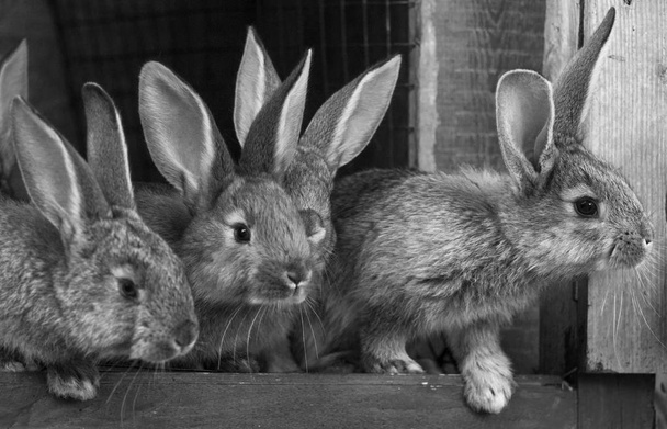 Des petits lapins. lapin dans une cage de ferme ou une huche. Lapins reproducteurs c
 - Photo, image