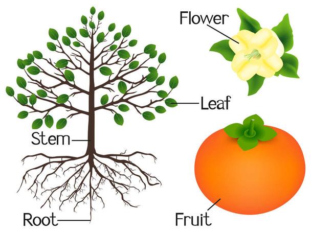 L'illustration montre une partie des plantes de kaki
. - Vecteur, image