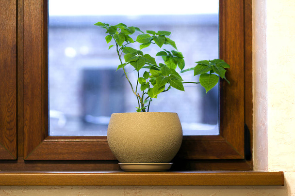 Gele pot met groene plant op houten vensterbank - Foto, afbeelding