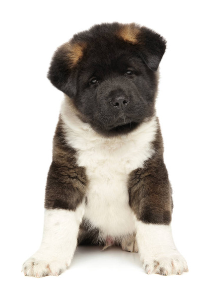 American Akita puppy sits on white background - Photo, Image