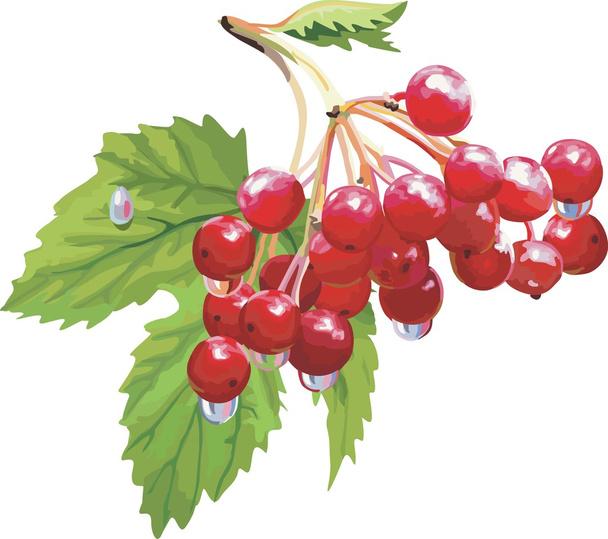 Ribes rosso vettore. Bacche mature
 - Vettoriali, immagini