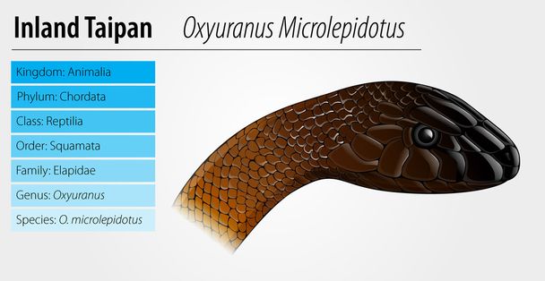 Ilustração de Oxyupanus microlepidotus
 - Vetor, Imagem