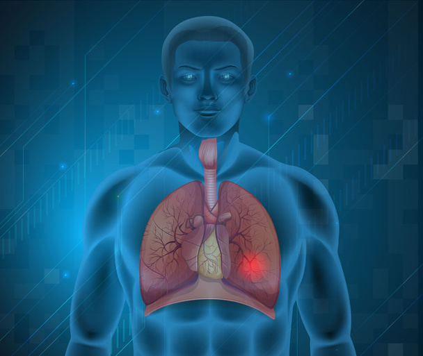 Систему дихальних шляхів людини
 - Вектор, зображення