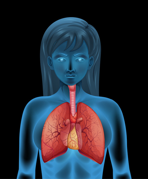 menselijke ademhalingswegen - Vector, afbeelding