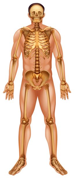 ludzkiego układu kostnego - Wektor, obraz