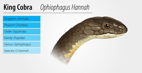 Ophiophagus hannah - Vecteur, image