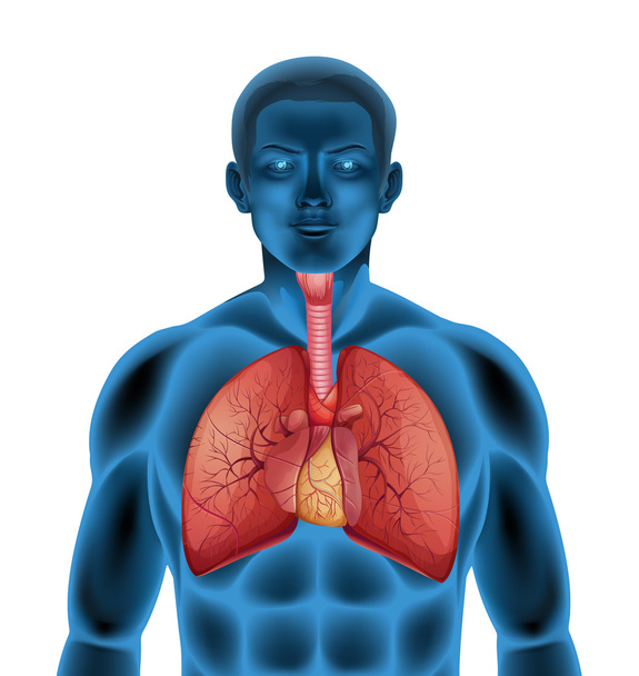 ανθρώπινο αναπνευστικό σύστημα - Διάνυσμα, εικόνα
