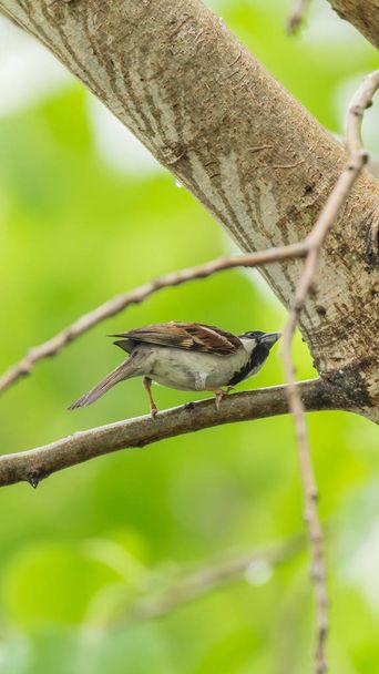 Bird (House Sparrow) on tree in a nature wild - Photo, Image
