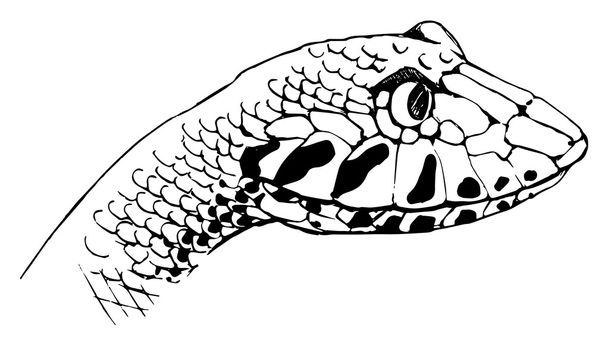 Смертоносная змея
 - Вектор,изображение