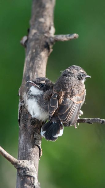 Dos pájaros (Malaysian Pied Fantail) en la naturaleza salvaje
 - Foto, imagen