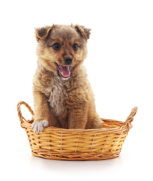 Little puppy in a basket. - Foto, immagini