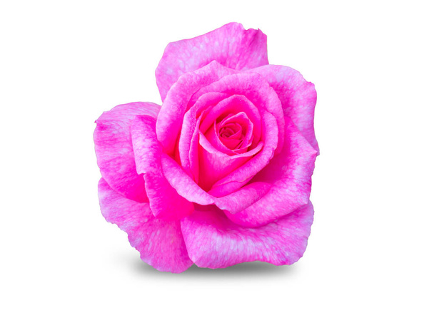 Ροζ τριαντάφυλλο που απομονώνονται σε λευκό φόντο με διαδρομή αποκοπής - Φωτογραφία, εικόνα