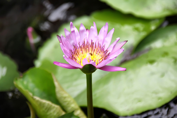 Lotus flower - Zdjęcie, obraz
