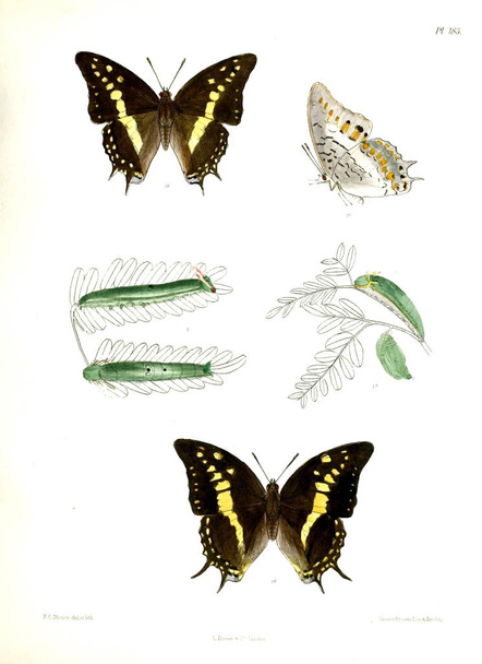 Schmetterlinge. lopidoptera indica v2 london 1893-1896 - Foto, Bild
