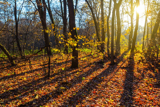autumn forest at the sunny dat - Foto, Bild