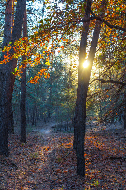Outono floresta carvalho em um raio de sol
 - Foto, Imagem