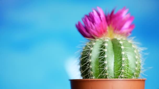 Zöld kaktusz éles tűkkel és rózsaszín lila virággal - Felvétel, videó