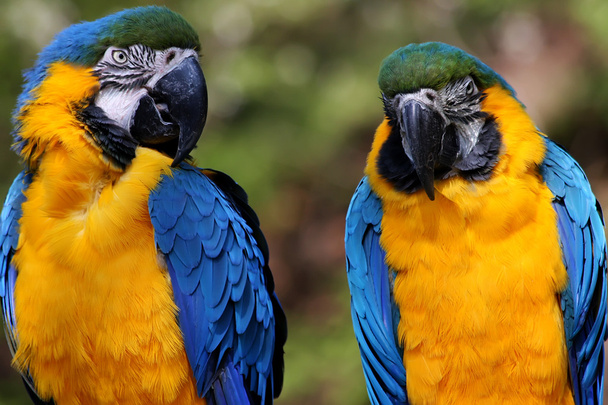 Macaws - Fotografie, Obrázek