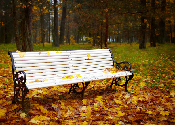 秋の公園のベンチ. - 写真・画像