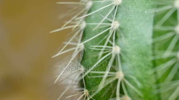 vihreä kaktus terävillä neuloilla
 - Materiaali, video