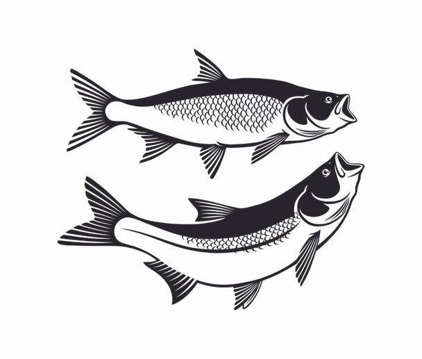 Асп рыбы изолированы на белом, векторные иллюстрации
 - Вектор,изображение