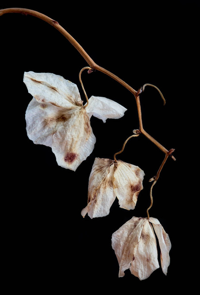 Wilted Orchid Phalaenopsis flower petals - Photo, image