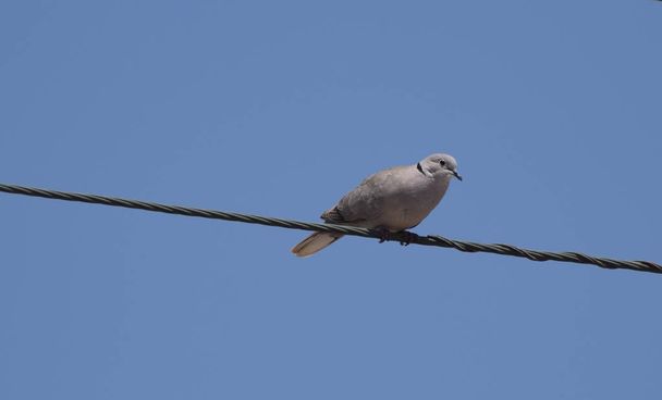 halka boyunlu güvercin - Fotoğraf, Görsel