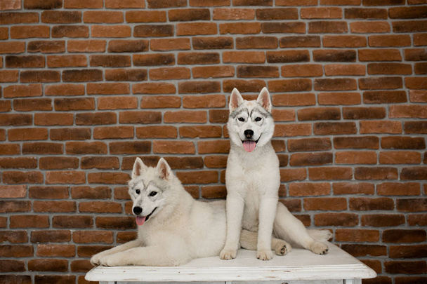 two Siberian husky puppies at home sit and play. lifestyle with dog - Fotografie, Obrázek
