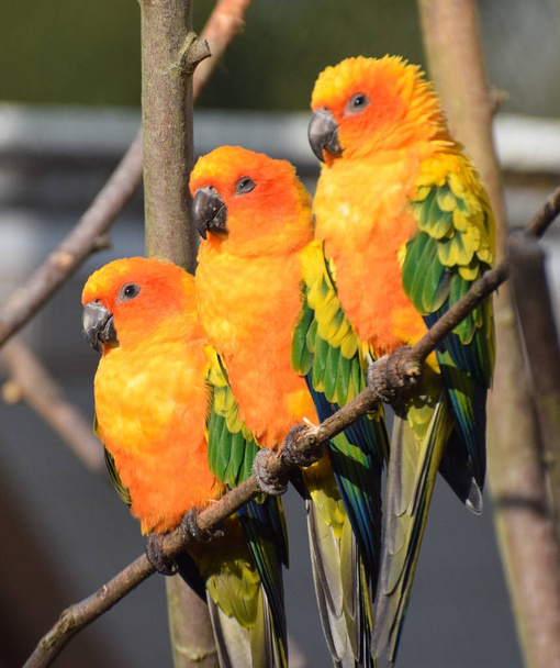 Чудовим сонцем папуга
 - Фото, зображення
