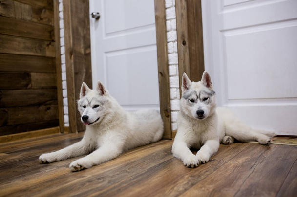 two Siberian husky puppies at home sit and play. lifestyle with dog - Fotografie, Obrázek